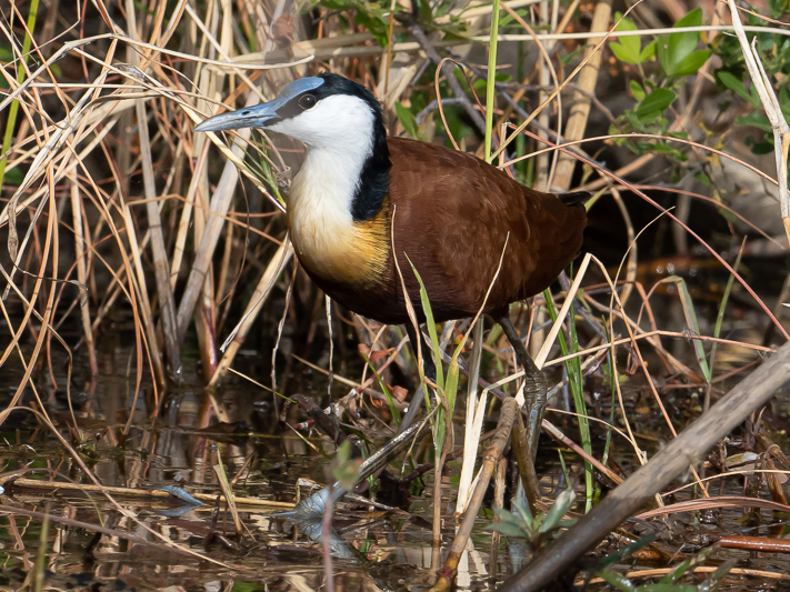 African Jacana.jpg